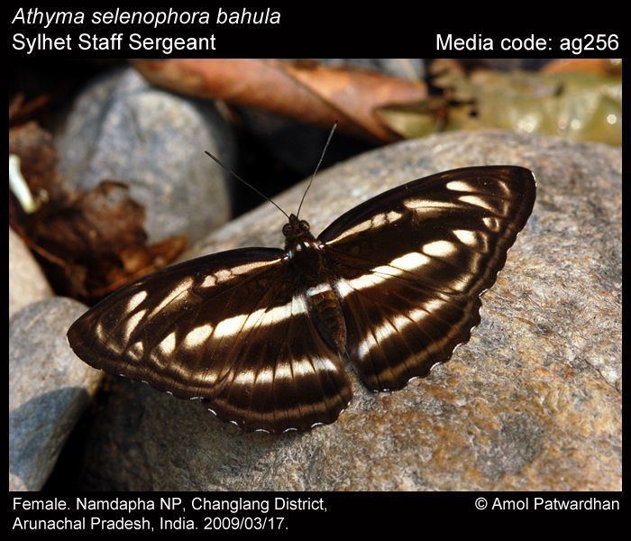 Athyma Athyma selenophora Staff Sergeant Butterflies of India