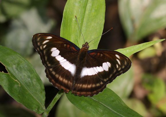 Athyma Butterflies of India Athyma selenophora