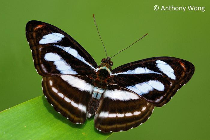 Athyma nefte ButterflyCircle Checklist