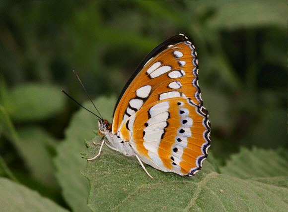 Athyma perius Butterflies of India Athyma perius