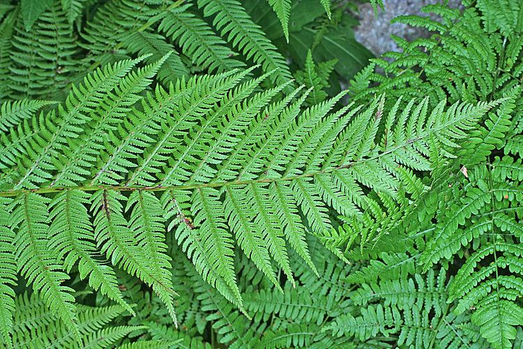Athyrium Vascular Plants of the Gila Wilderness Athyrium filixfemina var