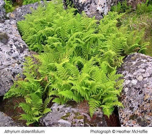 Athyrium distentifolium Ferns in Britain and Ireland Athyrium distentifolium Alpine Lady