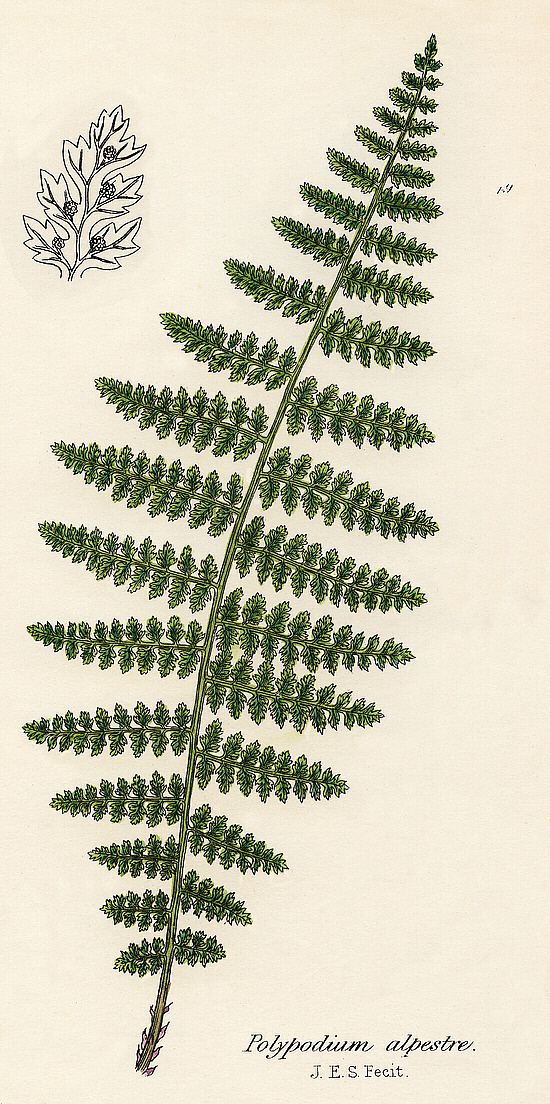 Athyrium distentifolium British ferns Athyrium distentifolium Tausch ex Opiz
