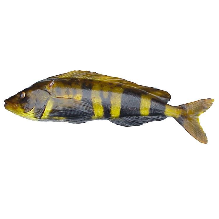 Atka mackerel Hexagrammidae Otolith Collection Databse
