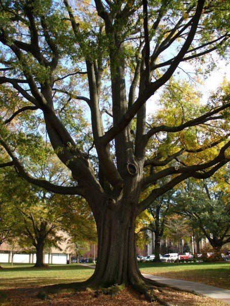 Atlanta tree canopy