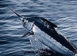 Atlantic blue marlin httpsuploadwikimediaorgwikipediacommonsthu
