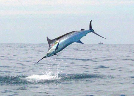 Atlantic blue marlin Atlantic Blue Marlin Makaira nigricans