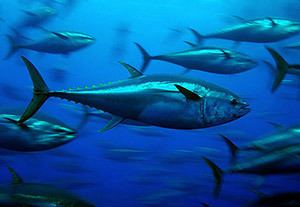 Atlantic bluefin tuna Atlantic Bluefin Tuna Thunnus thynnus MarineBioorg