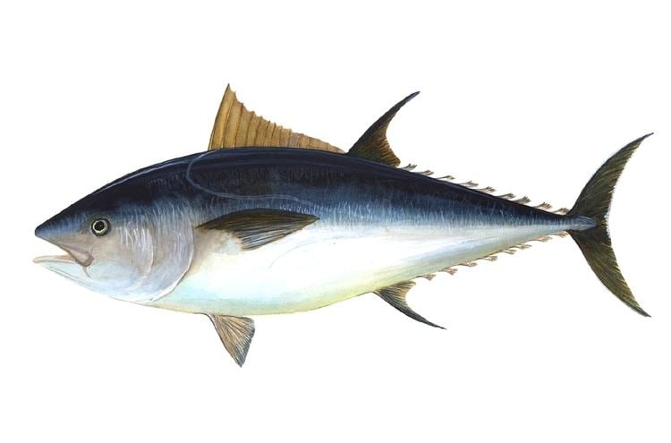 Atlantic bluefin tuna Atlantic bluefin tuna Wikipedia