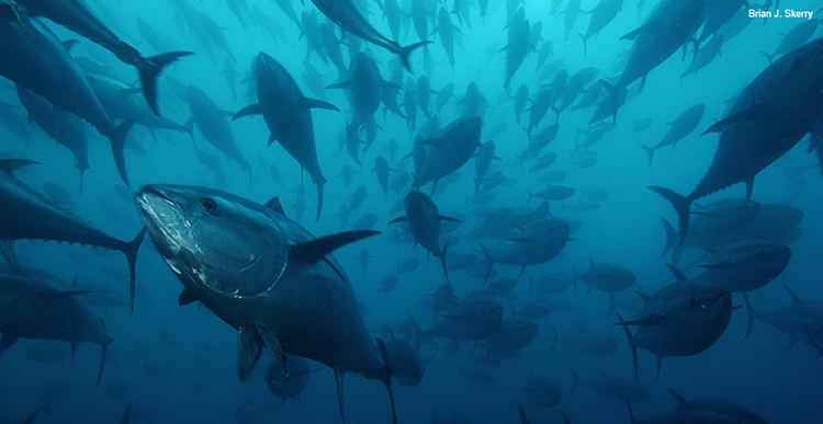 Atlantic bluefin tuna tunabluefincaged776lwjpgjpgh400ampw776