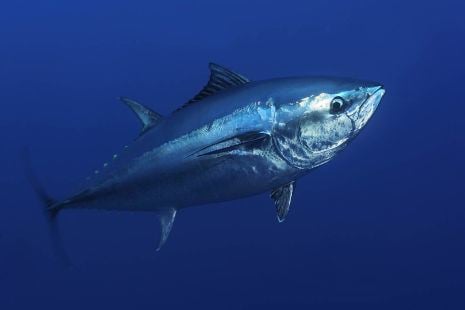 Atlantic bluefin tuna Atlantic bluefin tuna 39no longer at risk of collapse39 but Pacific