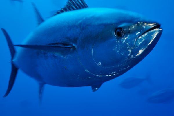 Atlantic bluefin tuna Atlantic bluefin tuna