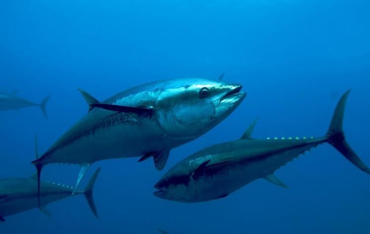Atlantic bluefin tuna oceanaorgsitesdefaultfilesstyleslightboxful
