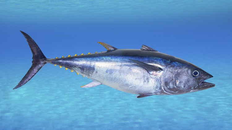 Atlantic bluefin tuna Why Some Chefs Just Can39t Quit Serving Bluefin Tuna The Salt NPR