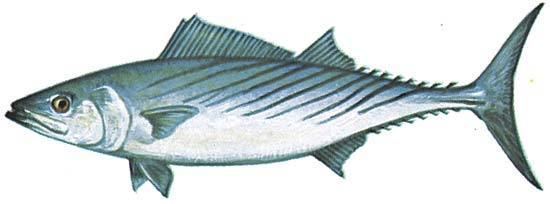 Atlantic bonito Atlantic bonito fish Britannicacom