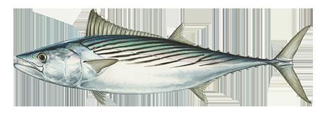 Atlantic bonito Fishing and Boating Resources How to start fishing today Take Me