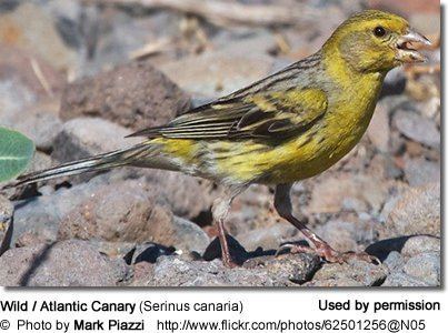 Atlantic canary Canaries Small Songbirds in the Finch Family