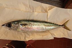 Atlantic chub mackerel Atlantic chub mackerel Wikipedia