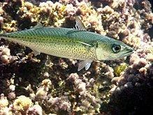 Atlantic chub mackerel httpsuploadwikimediaorgwikipediacommonsthu