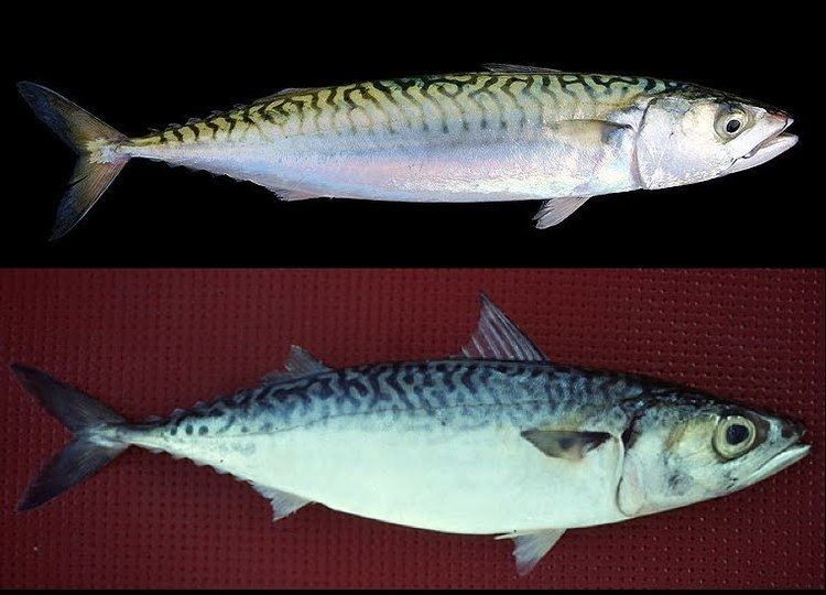 Atlantic chub mackerel From Snails to Whales Team Mackerel