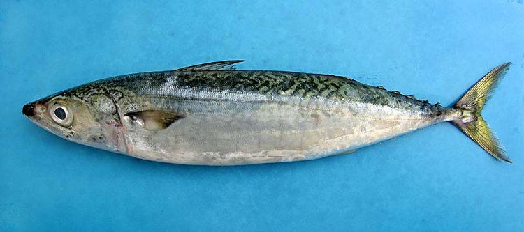 Atlantic chub mackerel Tunnies amp Mackerel NE Atlantic