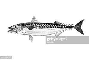 Atlantic chub mackerel Atlantic Chub Mackerel stock vectors Clipartme