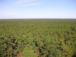 Atlantic coastal pine barrens httpsuploadwikimediaorgwikipediacommonsthu