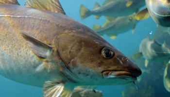 Atlantic cod Atlantic Cod Declining Even More We Can Bring Them Back Russ George