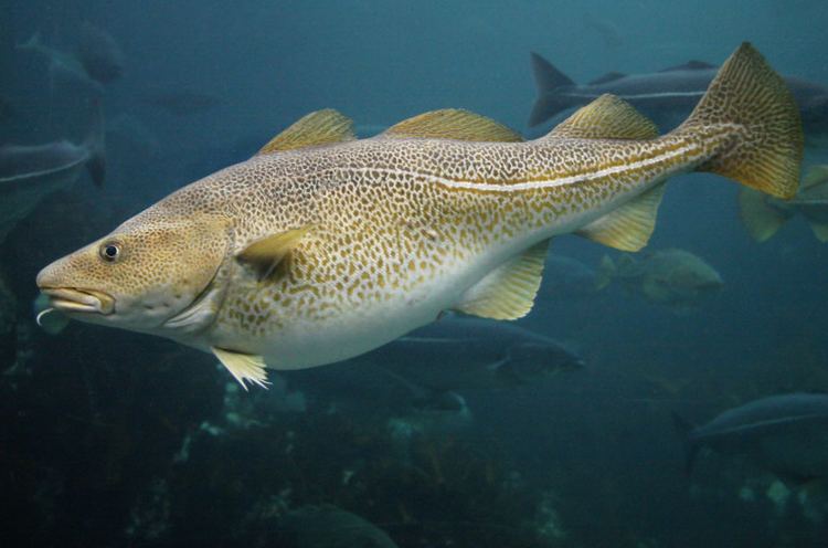 Atlantic cod Changes in forage fish abundance alter Atlantic cod distribution