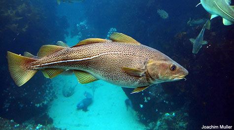 Atlantic cod The Atlantic Cod Fishery Home