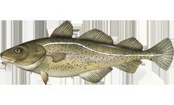 Atlantic cod Cod fisheries Wikipedia