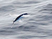 Atlantic flyingfish httpsuploadwikimediaorgwikipediacommonsthu