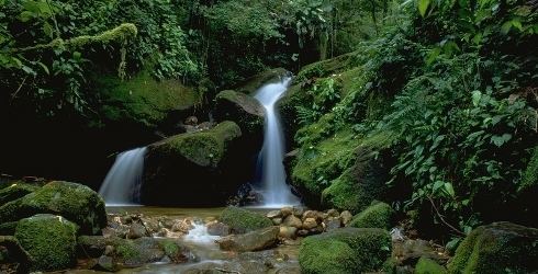 Atlantic Forest About the Atlantic Forest in Brazil The Nature Conservancy
