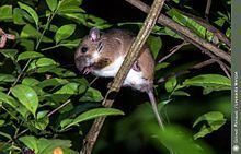 Atlantic Forest climbing mouse httpsuploadwikimediaorgwikipediacommonsthu