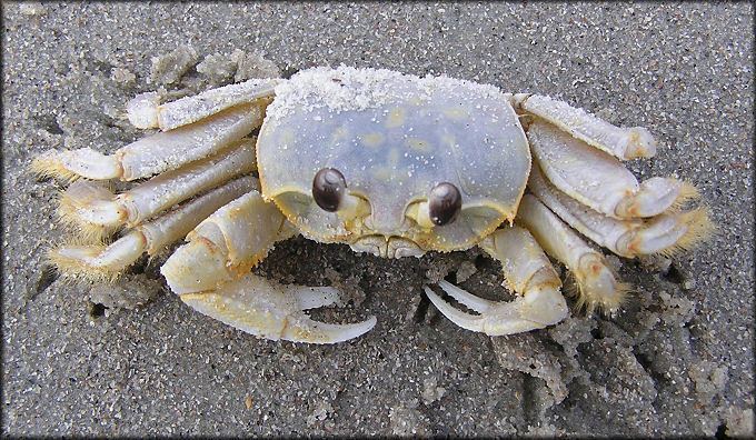 Atlantic ghost crab Ocypode quadrata Atlantic Ghost Crab