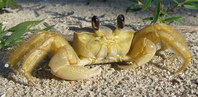 Atlantic ghost crab Atlantic Ghost Crab OCYPODE QUADRATA