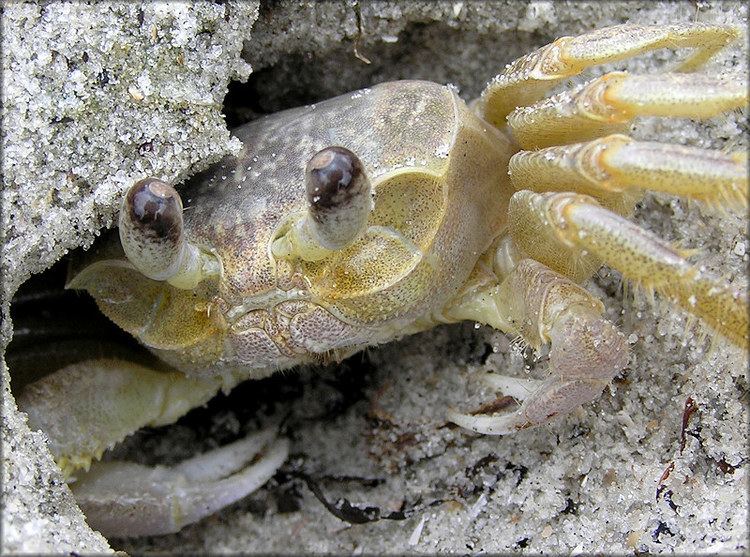 Atlantic ghost crab Ocypode quadrata Atlantic Ghost Crab