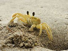 Atlantic ghost crab httpsuploadwikimediaorgwikipediacommonsthu
