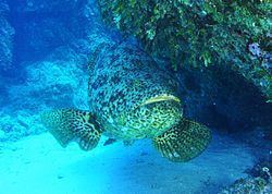 Atlantic goliath grouper Atlantic goliath grouper Wikipedia