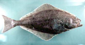 Atlantic halibut Atlantic Halibut Status of Fishery Resources off the Northeastern US