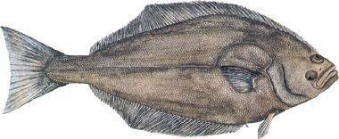 Atlantic halibut The Fishery Then amp Now