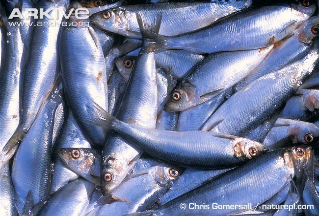 Atlantic herring Atlantic herring photo Clupea harengus A13555 ARKive