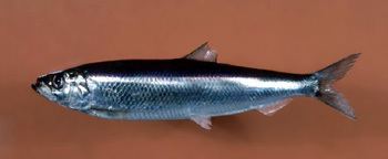 Atlantic herring SS1103 Atlantic Herring Population Trends Linked to Egg Predation