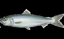 Atlantic herring httpsuploadwikimediaorgwikipediacommonsthu