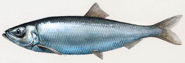 Atlantic herring ADW Clupea harengus INFORMATION