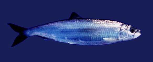 Atlantic herring Atlantic herring Redorbit