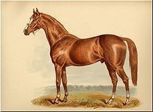 Atlantic (horse) httpsuploadwikimediaorgwikipediacommonsthu