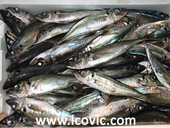 Atlantic horse mackerel ATLANTIC HORSE MACKEREL productsThailand ATLANTIC HORSE MACKEREL