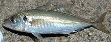 Atlantic horse mackerel httpsuploadwikimediaorgwikipediacommonsthu