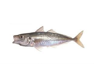 Atlantic horse mackerel Atlantic Horse Mackerel Les Brisants